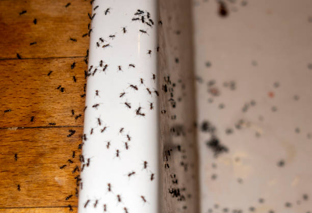 Best Best Pest Control Companies  in Tamalpais Homestead Valley, CA