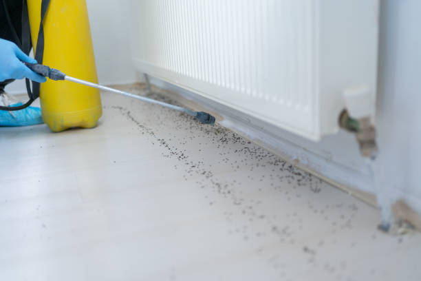 Best Pest Control Near Me in Tamalpais Homestead Valley, CA