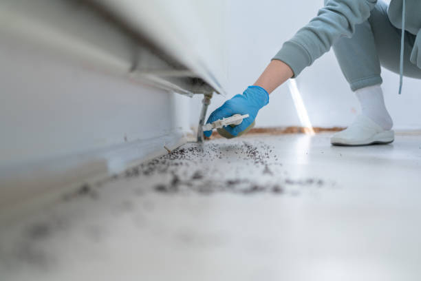 Best Ant Control Services  in Tamalpais Homestead Valley, CA